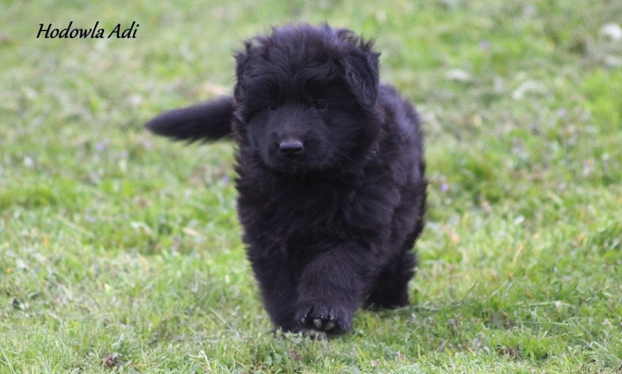 Pastore tedesco e bambini: tutti i benefici di questo legame speciale