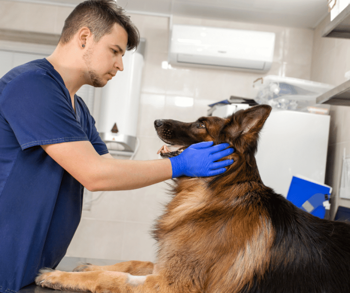 Veterinario Con Il Cane Nella Stanza Dell'esame Immagine Stock - Foto 9
