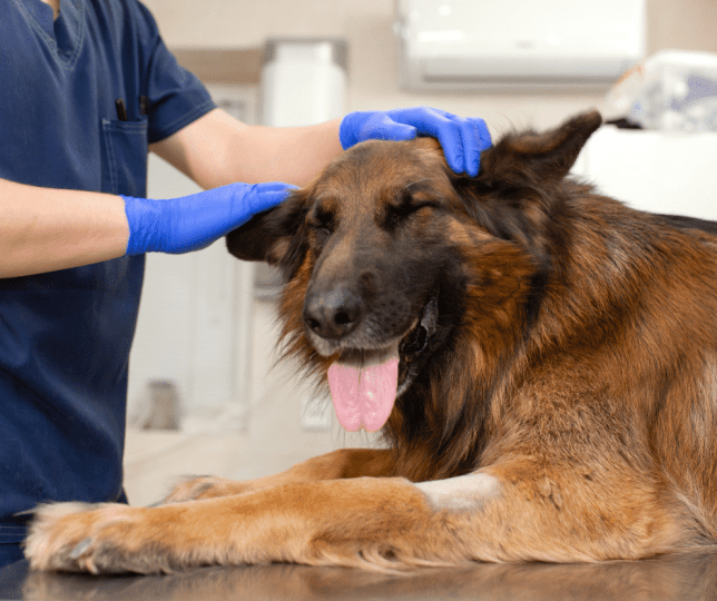 pastore tedesco dal veterinario
