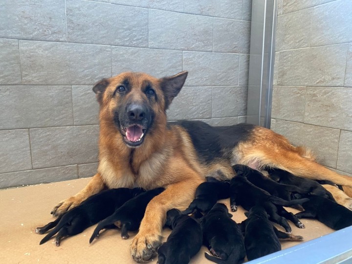 Cuccioli di Pastore Tedesco in vendita - Pastore tedesco e gravidanza
