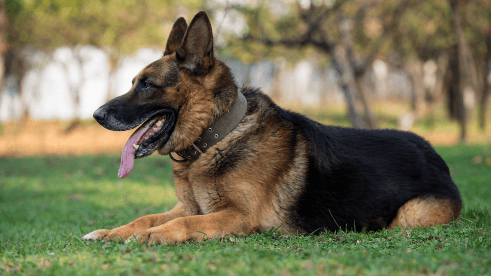 10 consigli per proteggere il Pastore Tedesco dal caldo