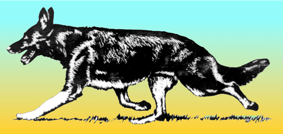 Il movimento nel cane da Pastore Tedesco