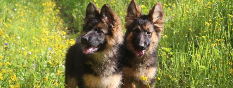 Il pastore tedesco si morde la coda