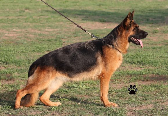 Tasha Di Casa Falcone