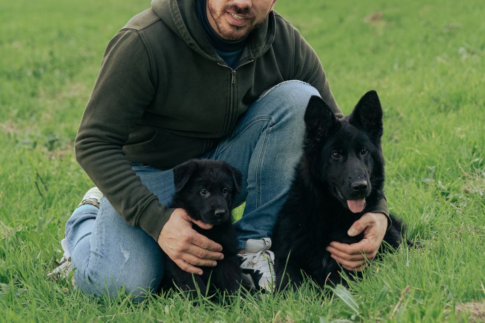 il Pastore Tedesco Nero in vendita il Pastore Tedesco Nero in vendita