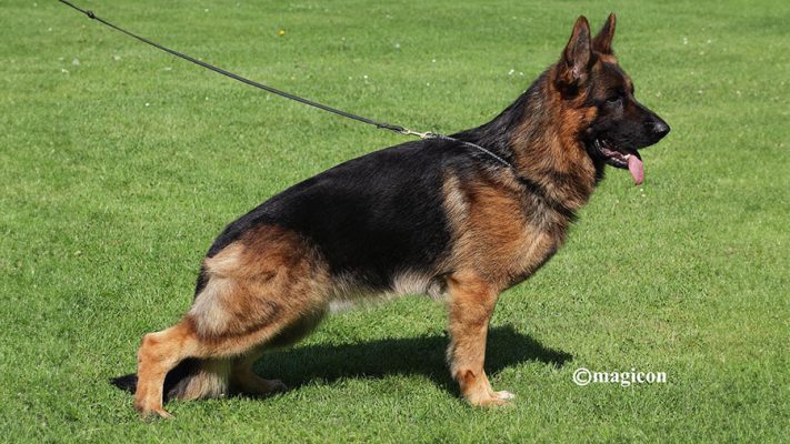 Mini Statuina Jordan Chicago Bulls 6 Cm | Statuine Calciatori Presepe - Foto 9