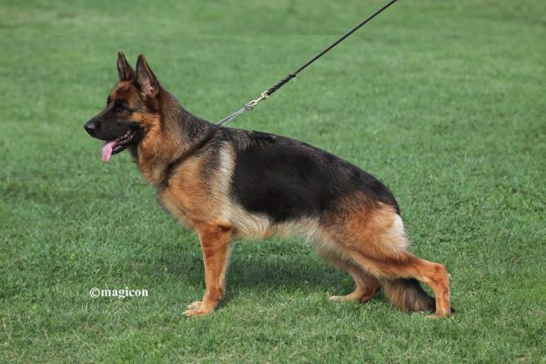 Tasha Di Casa Falcone