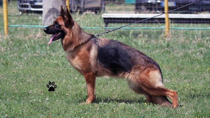 Tasha Di Casa Falcone