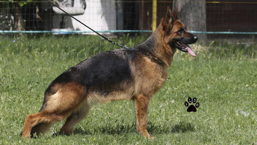 Tasha Di Casa Falcone