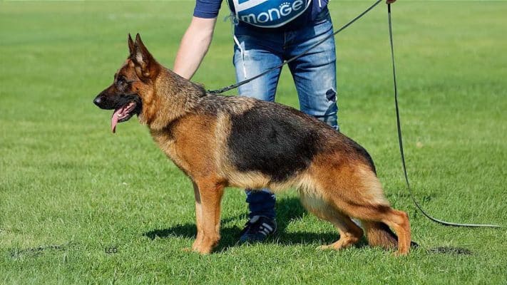 Tasha Di Casa Falcone