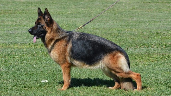 Tasha Di Casa Falcone