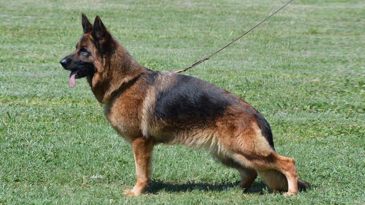 Tasha Di Casa Falcone