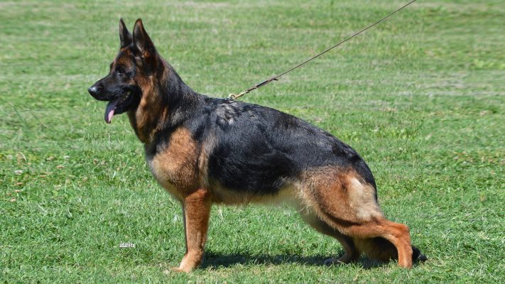 Zaira Di Casa Falcone