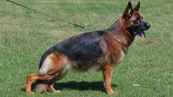 Tasha Di Casa Falcone