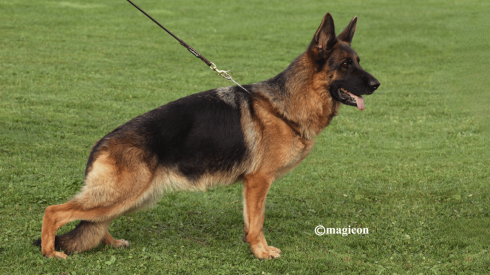 Tasha Di Casa Falcone